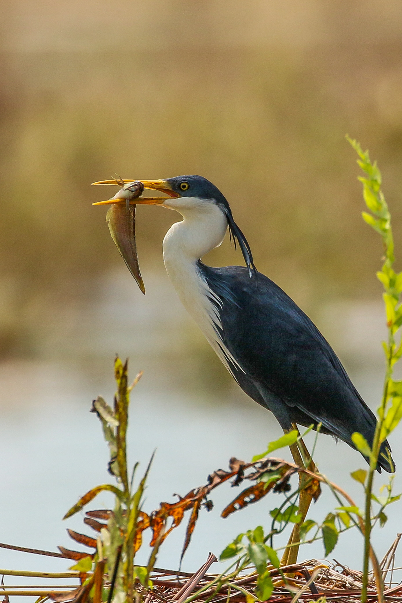 image Pied Heron